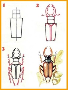 zhuki-pojetapnoe-risovanie-4